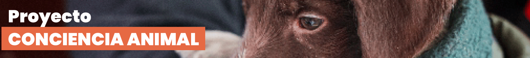 Banner publicitario